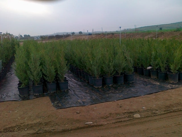 Leylandi